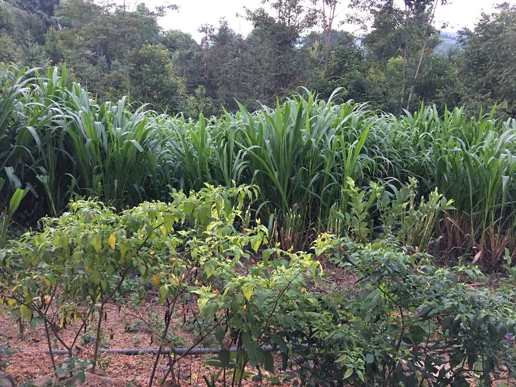 Quan Ba Hong Thu Homestay & Bungalow מראה חיצוני תמונה